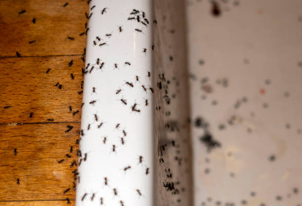 Wasp Removal Services in Esko, MN